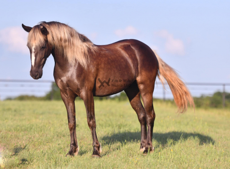 HorseID: 2313961 Stella - PhotoID: 1099515