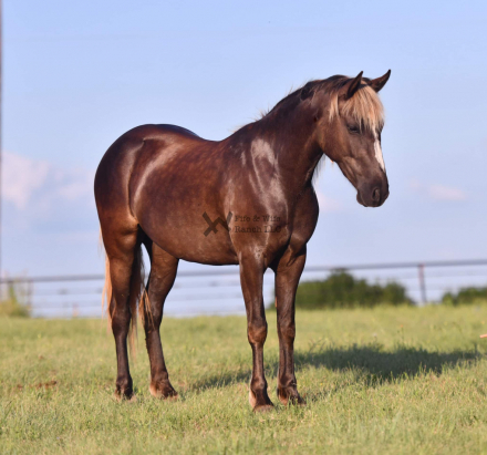 HorseID: 2313961 Stella - PhotoID: 1099516