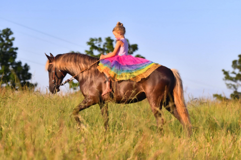 HorseID: 2313961 Stella - PhotoID: 1099517