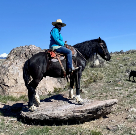 HorseID: 2313962 Tug - PhotoID: 1099518