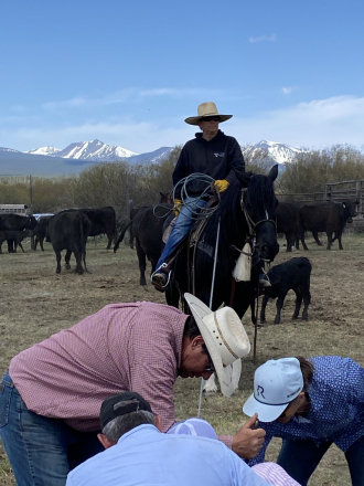 HorseID: 2313962 Tug - PhotoID: 1099521