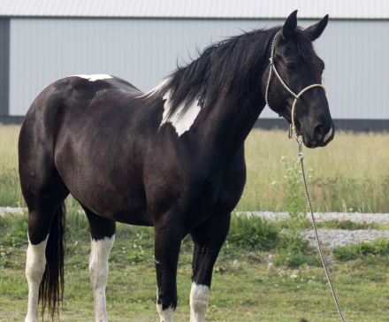 HorseID: 2313967 Zena - PhotoID: 1099524