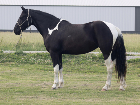 HorseID: 2313967 Zena - PhotoID: 1099525