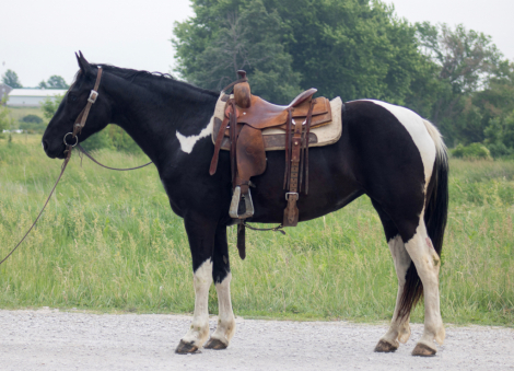 HorseID: 2313967 Zena - PhotoID: 1099526