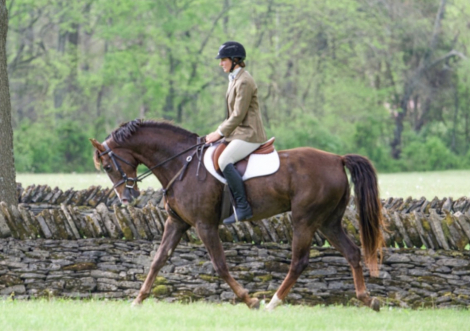 HorseID: 2313971 EG Command Twenty - PhotoID: 1099529