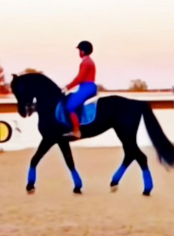 HorseID: 2313984 incomparable Mir - PhotoID: 1099531