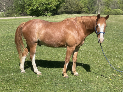 HorseID: 2313988 Speedy - PhotoID: 1099532