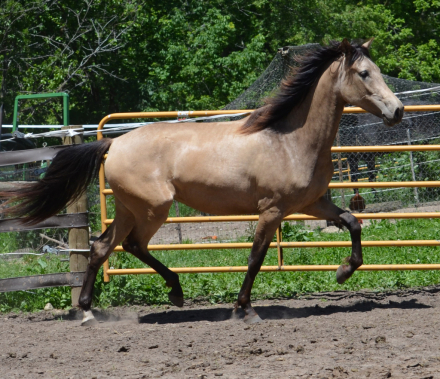 HorseID: 2313996 Starstruck Suerte - PhotoID: 1099616
