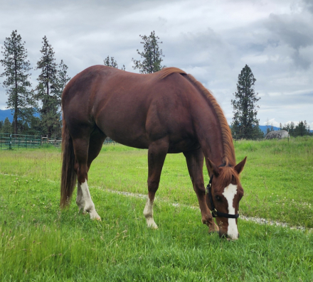 HorseID: 2313997 IM Dually Royal - PhotoID: 1099538