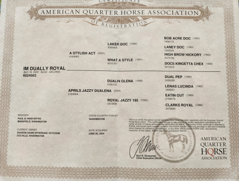 HorseID: 2313997 IM Dually Royal - PhotoID: 1099539