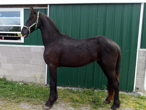 HorseID: 2314001 Crystal's Gorgeous - PhotoID: 1099544
