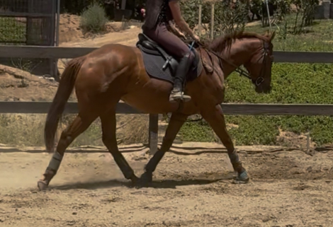 HorseID: 2314010 Lane - PhotoID: 1099551