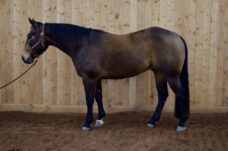 HorseID: 2314012 Helluva Good Cat - PhotoID: 1099553