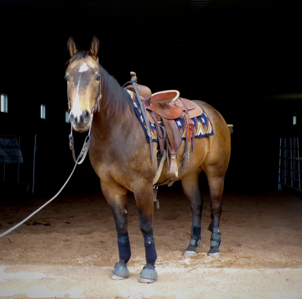 HorseID: 2314012 Helluva Good Cat - PhotoID: 1099554