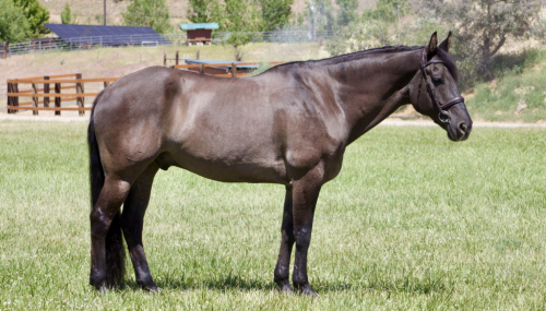 HorseID: 2314013 RCK Nico - PhotoID: 1099557