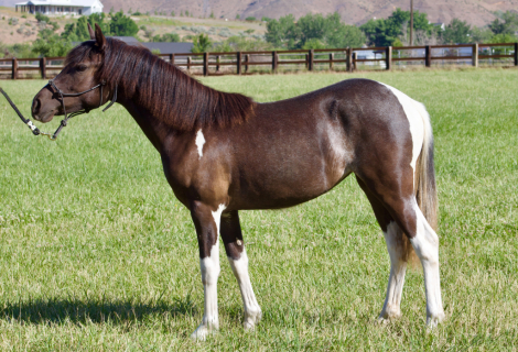 HorseID: 2314014 Sky - PhotoID: 1099556