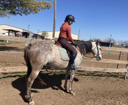 HorseID: 2314022 Eclipse of the Heart BLE - PhotoID: 1099567