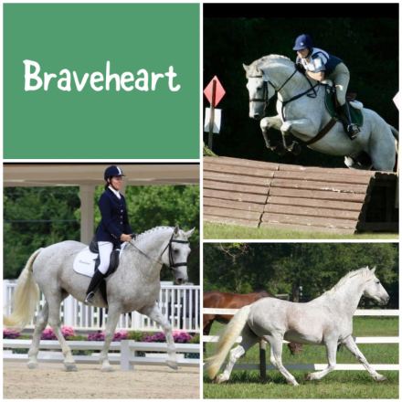 HorseID: 2314022 Eclipse of the Heart BLE - PhotoID: 1099568