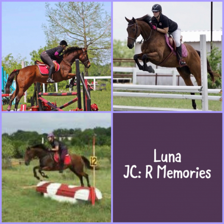HorseID: 2314022 Eclipse of the Heart BLE - PhotoID: 1099569