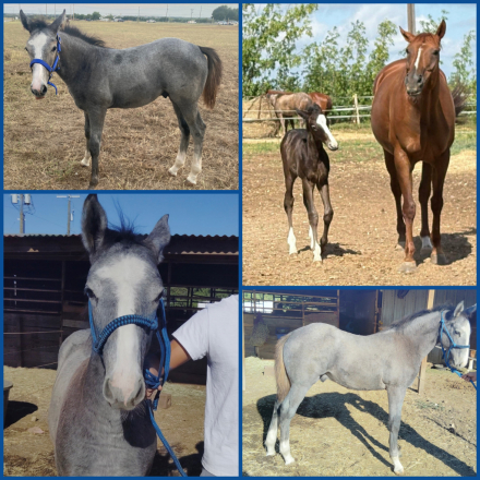 HorseID: 2314023 Bouncers Nova Storm BLE - PhotoID: 1099563