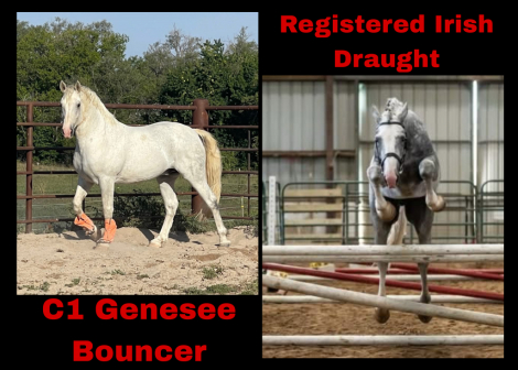 HorseID: 2314023 Bouncers Nova Storm BLE - PhotoID: 1099564
