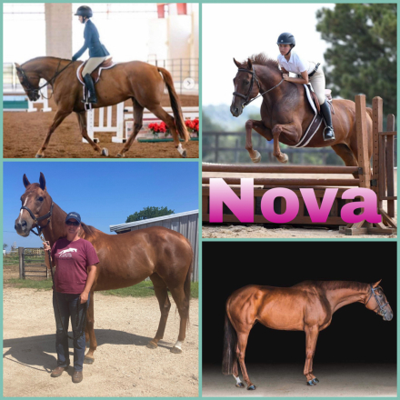 HorseID: 2314023 Bouncers Nova Storm BLE - PhotoID: 1099565