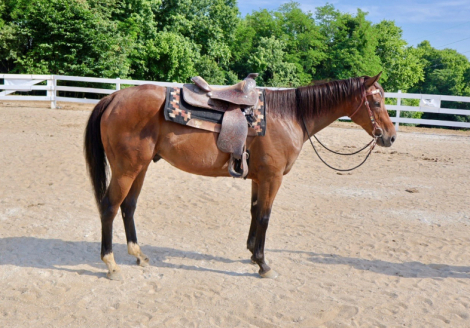 HorseID: 2314032 Monty - PhotoID: 1099578