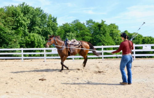 HorseID: 2314032 Monty - PhotoID: 1099579