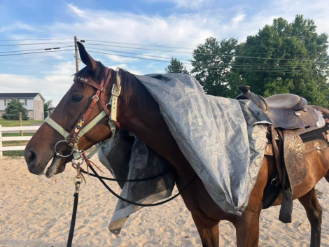 HorseID: 2314032 Monty - PhotoID: 1099663