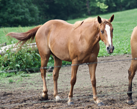 HorseID: 2314035 PS Jango - PhotoID: 1099983