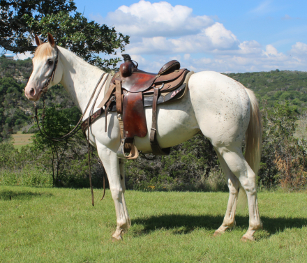 HorseID: 2314036 Blue Cheese - PhotoID: 1099582