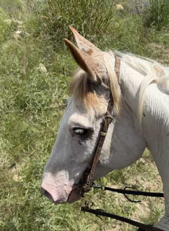 HorseID: 2314036 Blue Cheese - PhotoID: 1099584
