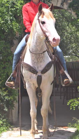 HorseID: 2314036 Blue Cheese - PhotoID: 1099587