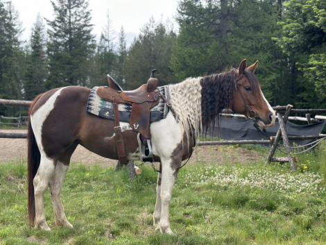 HorseID: 2314041 Haidas Prime Star - PhotoID: 1099883