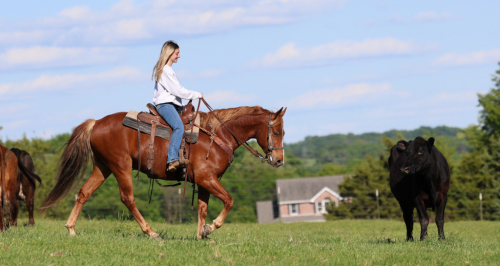 HorseID: 2314044 Spark's Southern Red Shadow - PhotoID: 1099595