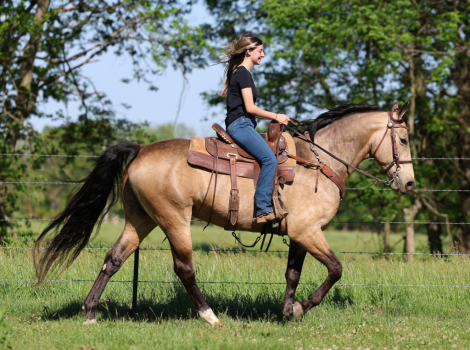 HorseID: 2314046 Dumas Walker LJ - PhotoID: 1099597