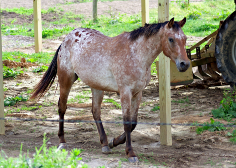 HorseID: 2314047 PS Bright Nevé Dancer - PhotoID: 1099982