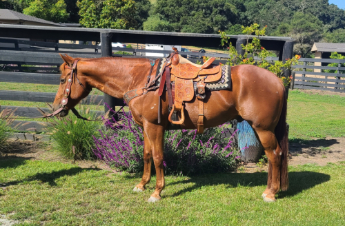 HorseID: 2314051 Kadar BC - PhotoID: 1099602
