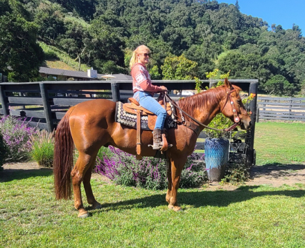 HorseID: 2314051 Kadar BC - PhotoID: 1099603