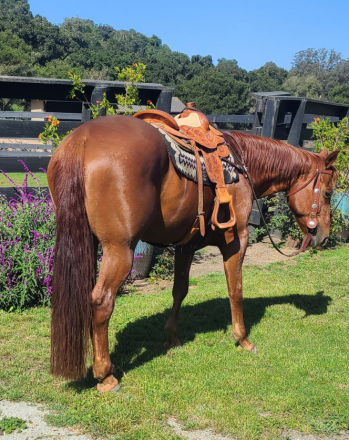 HorseID: 2314051 Kadar BC - PhotoID: 1099604