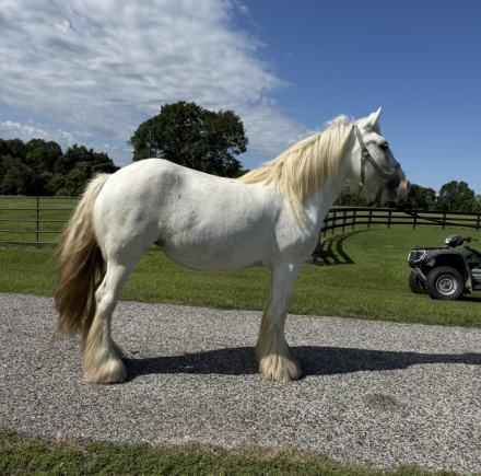 HorseID: 2314052 TR Skys The Limit - PhotoID: 1099605