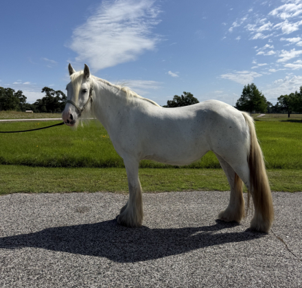 HorseID: 2314052 TR Skys The Limit - PhotoID: 1099606