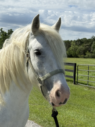HorseID: 2314052 TR Skys The Limit - PhotoID: 1099607