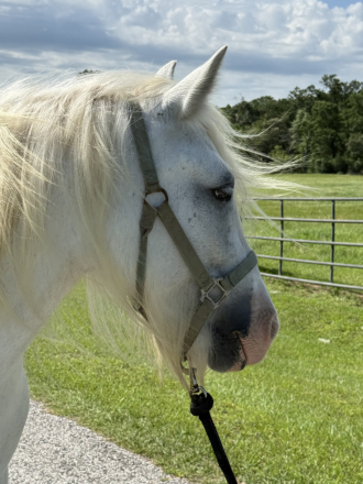 HorseID: 2314052 TR Skys The Limit - PhotoID: 1099608