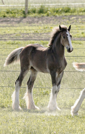 HorseID: 2314054 Featherwood’s Burn N It Down - PhotoID: 1099609