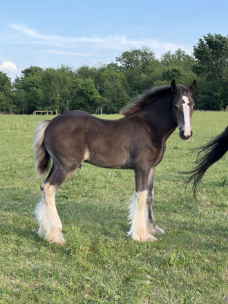 HorseID: 2314054 Featherwood’s Burn N It Down - PhotoID: 1099610