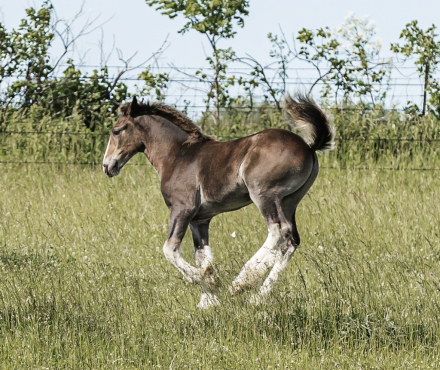 HorseID: 2314054 Featherwood’s Burn N It Down - PhotoID: 1099611