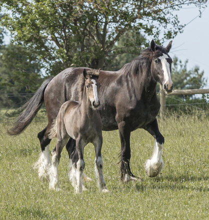 HorseID: 2314054 Featherwood’s Burn N It Down - PhotoID: 1099612