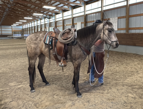 HorseID: 2314056 WF SLEW DUN IT AGAIN - PhotoID: 1099618