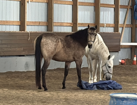 HorseID: 2314056 WF SLEW DUN IT AGAIN - PhotoID: 1099621